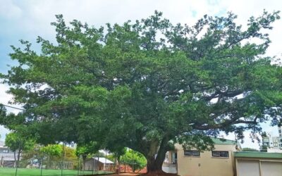 Entre a fragilidade e a esperança